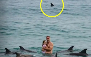 Bức ảnh sốc trên biển: Đàn cá heo vây quanh 2 cha con, khung cảnh thót tim nhưng sự thật là...