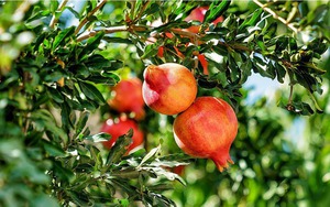 3 loại cây nên trồng trước cửa nhà dịp năm mới: “Hút” vận may, dùng làm thuốc