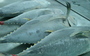 Một sản vật dưới nước của Việt Nam được Canada liên tục săn lùng: Thu về hơn 38 triệu USD, Thái Lan đang là là đối thủ lớn nhất