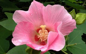 5 loại hoa bị cho là mang "vận rủi", nên tránh cắm trong nhà dịp năm mới 2026