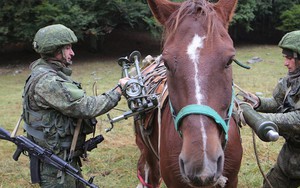 Gắn Starlink lên lưng ngựa, cách kết nối Internet gây sửng sốt trên chiến trường