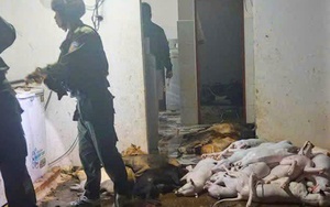 Sốc với quy mô đường dây trộm cắp, giết mổ chó ở Tây Ninh