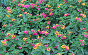 3 loại hoa trồng trang trí Tết trong vườn giúp đuổi rắn, muỗi đi xa