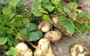 Điều tra vụ nghi ngờ ngộ độc sau khi ăn hạt củ đậu tại Ninh Bình