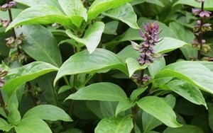 Tin vui cho những người đang trồng húng quế