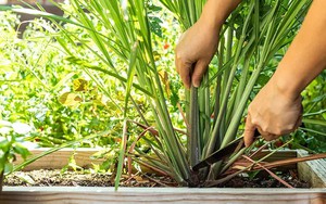 Ngày càng nhiều gia đình trồng sả trong nhà, hóa ra không chỉ để làm gia vị