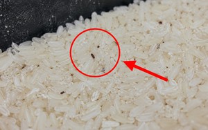 Nói thật: Gạo cất 5 nơi này chỉ tổ nuôi mọt, sinh mốc, rước nguy cơ vào bữa cơm