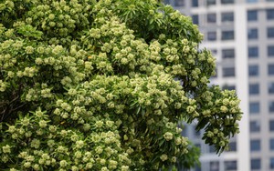 Hà Nội có mấy chục nghìn cây hoa sữa mà khiến người mê mẩn, kẻ đau đầu?