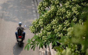 Vì sao mùi hoa sữa gây đau đầu, buồn nôn? Những người nào cần tránh loại hoa này càng nhiều càng tốt?