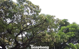 Hà Nội yêu cầu cắt tỉa ngay hoa sữa vì mùi quá nồng