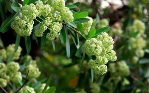 Dân mạng gọi sống cạnh cây hoa sữa là 'thử thách sinh tồn', khoe đủ cách đối phó