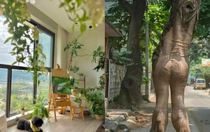 Ông bà nói: Đừng mang cây dữ vào nhà, cây càng thịnh thì người càng suy - Sự thật là gì?