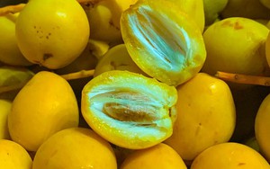 Việt Nam đã trồng được loại quả bé xíu có cách ăn kỳ lạ: Được đồn “cắn dọc thì ngọt, cắn ngang lại chát đến nhăn mặt”