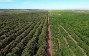 Việt Nam có một tỷ phú sang Lào, Campuchia trồng 5.400 ha xoài: xuất khẩu đi Trung Quốc, sản lượng dự kiến 100.000 tấn/năm