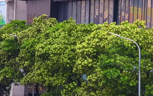Hà Nội ban hành danh mục quản lý cây xanh: Không còn cây hoa sữa
