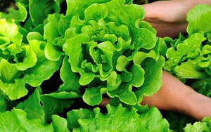 Lời khuyên cho tất cả các gia đình đang trồng xà lách để ăn