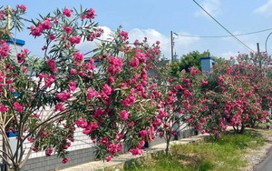 Hà Nội cấm trồng 18 loại cây nơi công cộng: Có tới 16 cây chứa độc tố và nguy hại sức khỏe