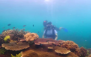 Gieo mầm san hô, hồi sinh màu xanh đại dương của vịnh Nha Trang