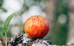 Con gái 2 tuổi bị quả táo ném từ trên cao trúng mắt, người mẹ kiên quyết khởi kiện toàn bộ 13 chủ căn hộ và quản lý chung cư