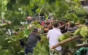 Cây phượng bật gốc đè chết một người đàn ông đang đứng trên vỉa hè