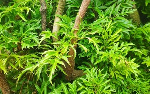 Đinh lăng - 'nhân sâm của người nghèo': Dùng sai cách coi chừng rước họa