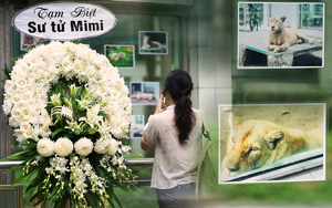 Sư tử trắng Mimi qua đời sau gần 16 năm ở Thảo Cầm Viên, vòng hoa tiễn biệt khiến nhiều người xúc động: “Bạn cũng là tuổi thơ của nhiều người”