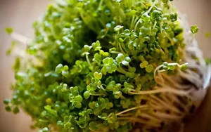Tháng 10-11, gieo 3 loại rau này, chỉ 7 -14 ngày đã có rau ăn, phù hợp trồng tại nhà
