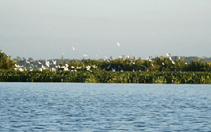 Đàn cò trắng giữa đầm Đà Nẵng 'bỏ bùa' du khách