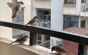 5 loài chim đột ngột ghé nhà báo hiệu phong thủy rất tốt
