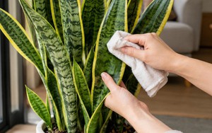 Công thức chăm lưỡi hổ tối giản: Bận rộn mấy cây vẫn lên lá khỏe, đẻ chồi đều