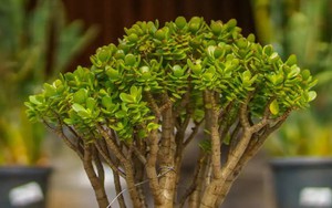 5 loại cây được ví như “nam châm hút tài lộc”: Vừa đẹp, vừa dễ trồng