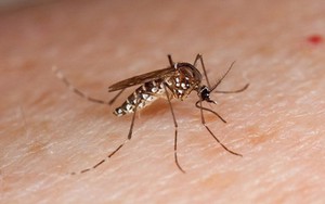 Lời khuyên cho những gia đình đang có muỗi trong nhà