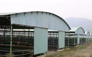 Đấu giá, thu hồi nợ 'siêu dự án' chăn nuôi bò ở Hà Tĩnh