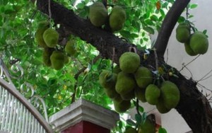 Vì sao nhiều gia đình trồng mít trong sân? Hóa ra không chỉ để lấy quả