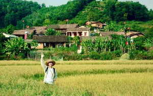 Phát hiện bản làng gần 160 hộ ở Việt Nam, mùa xuân ngập sắc vàng, hồng, trắng như tấm thổ cẩm khổng lồ