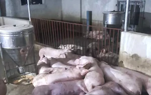 Đàn lợn 50 con chuẩn bị xuất chuồng bị sét đánh, thiệt hại gần 300 triệu đồng
