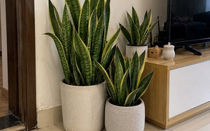 Tin vui cho những người đang trồng cây lưỡi hổ
