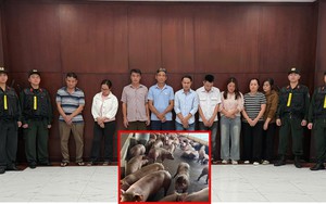 Triệt phá đường dây đưa hơn 10.000 tấn heo nhiễm chất cấm ra thị trường