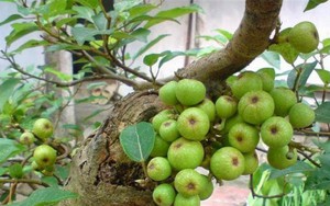 Nhiều gia đình trồng cây sung trong nhà, hóa ra không phải chỉ để lấy quả hay làm cảnh