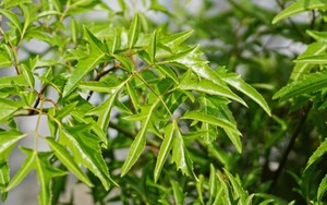 Tin vui cho những người đang trồng đinh lăng