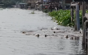 Dân Bangkok ngỡ ngàng chứng kiến đàn sinh vật “lạ” 20 con tràn vào kênh, chia phe như chuẩn bị đại chiến!