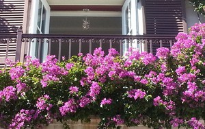 Tại sao ngày càng nhiều người trồng hoa giấy trong nhà?