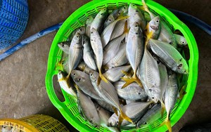 3 loại cá tốt bậc nhất cho người mỡ máu cao, ngừa bệnh tim: Chợ Việt cực sẵn nhưng nhiều người chưa biết mà ăn!