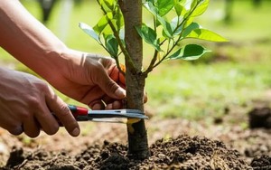 Lời khuyên cho những gia đình đang trồng cây ăn quả trong vườn nhà
