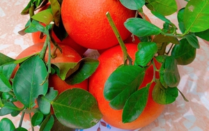 Thông gia giàu có tự nhiên gọi mời ăn cơm, tôi bối rối mang đúng 1 món vườn nhà mà họ “khóc hết nước mắt” không hiểu ra sao