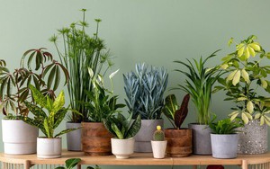 Chuyên gia 25 năm kinh nghiệm làm vườn: Đây là 7 loại cây tốt nhất nên trồng trong nhà vào năm 2026