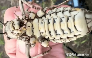 Phát hiện loài côn trùng lạ được ví như bình dầu sống khiến dân mạng tranh cãi nảy lửa!