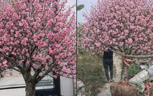 Bi hài chuyện chơi đào Tết khiến 1 người rơi lệ, vạn người xôn xao