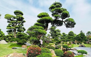 3 loại cây là "báu vật", trồng trong vườn giúp trấn trạch, giữ nhà qua nhiều thế hệ