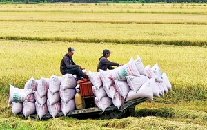 Giống lúa Việt mà nước nhập khẩu gạo số 1 thế giới muốn "lấy làm chuẩn thuế" hảo hạng đến đâu?